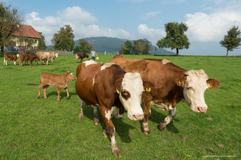 Weslhof Villa Attersee Esterno foto